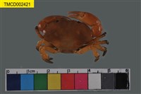 藏品(平額石扇蟹)的圖片